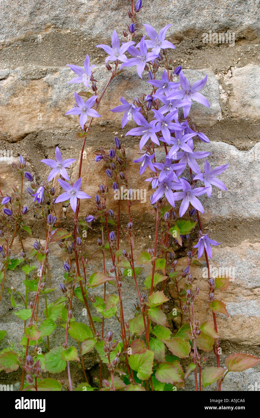 Flowers growing out of a stone garden wall Stock Photo - Alamy