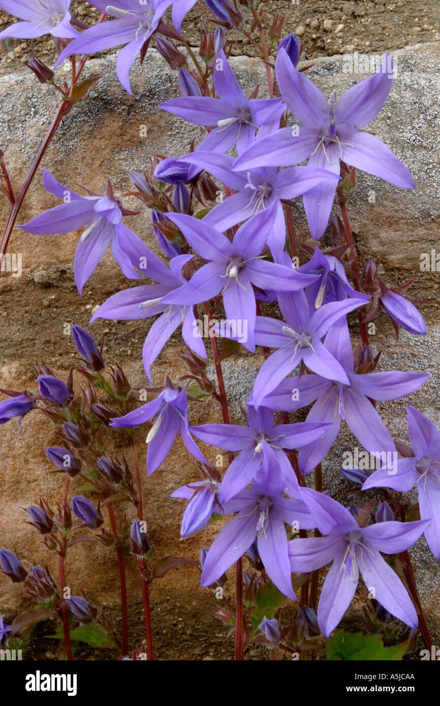 Flowers growing out of a stone garden wall Stock Photo - Alamy