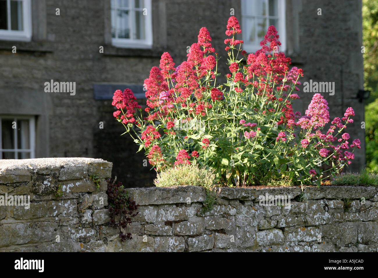Flowers growing out of a stone garden wall Stock Photo - Alamy