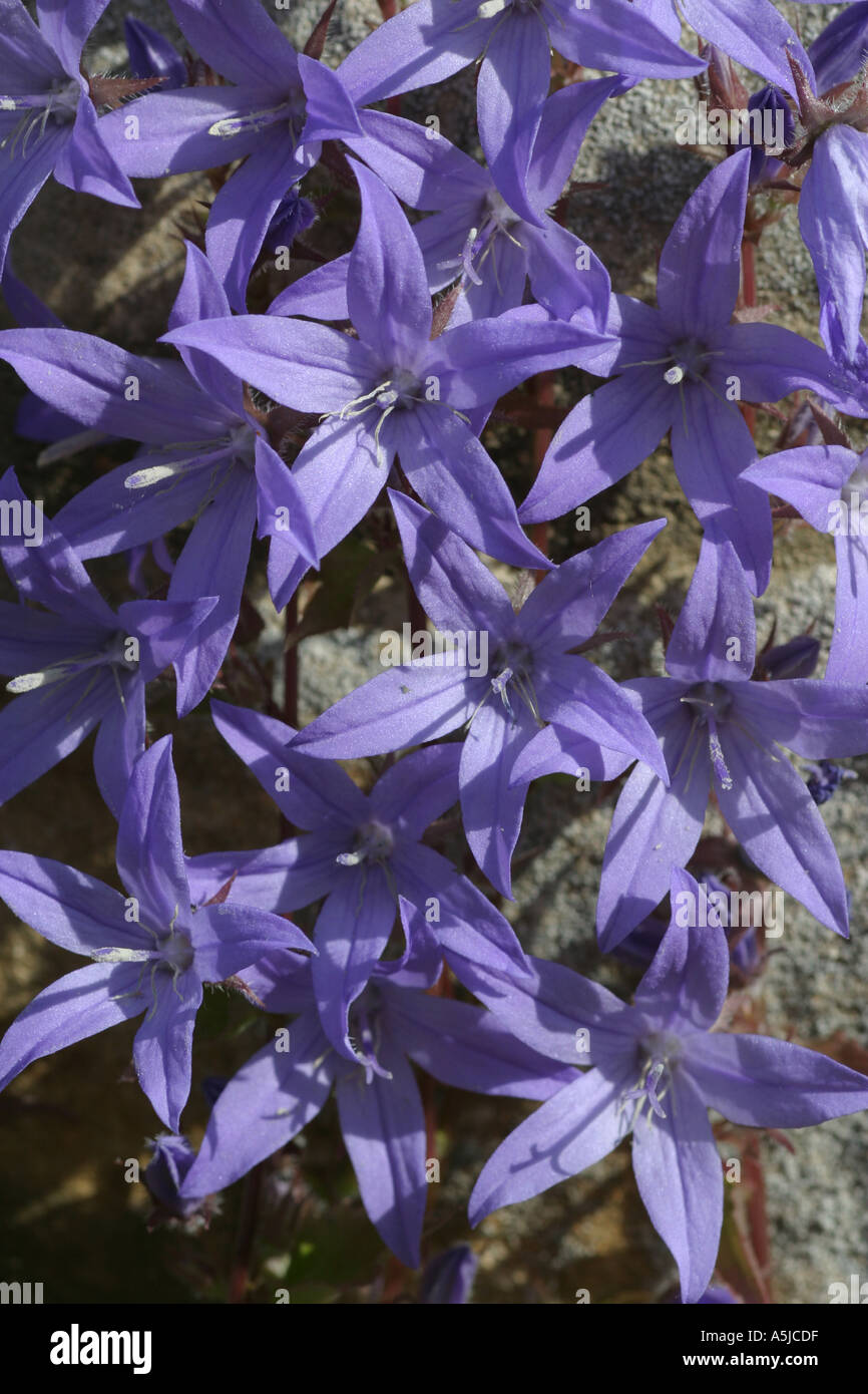 Flowers growing out of a stone garden wall Stock Photo - Alamy