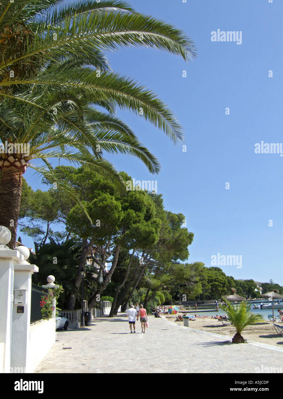 The pine walk, Puerto Pollenca, Mallorca, Spain Stock Photo Alamy