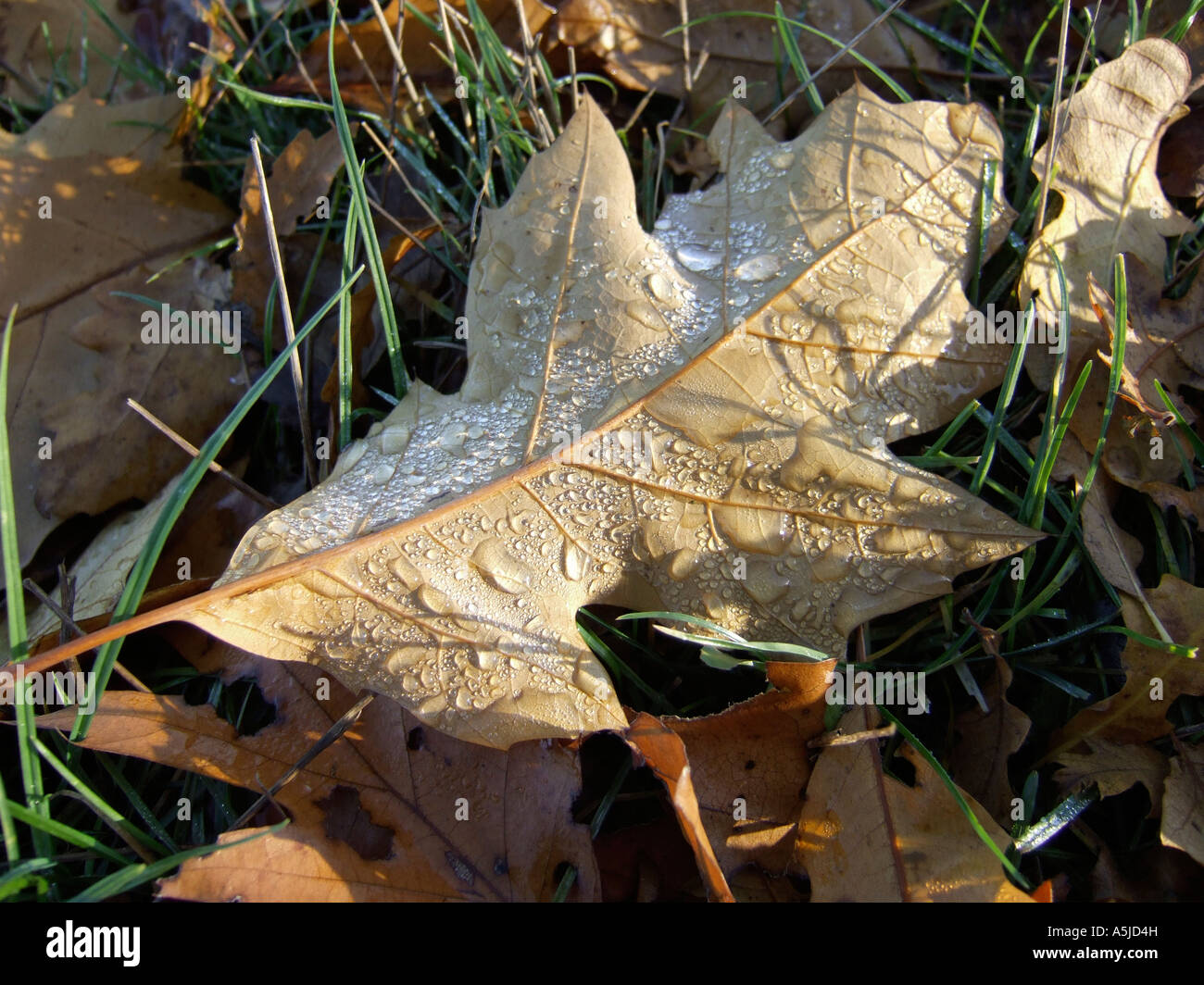 Fallen oak leaves dew hi-res stock photography and images - Alamy