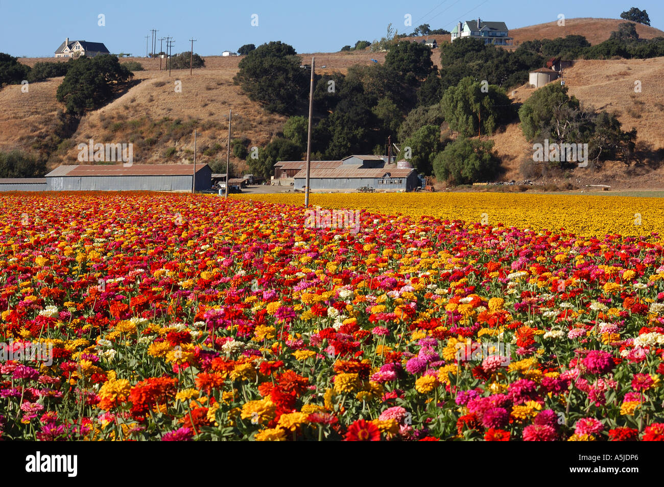 Fields of wildflowers near me