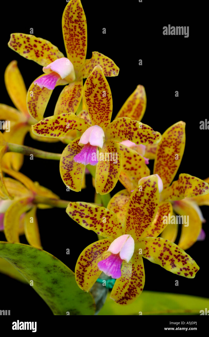 Orchid Cattleya Guttata Tigrina Stock Photo