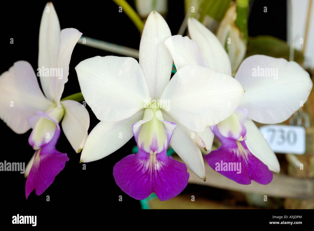 white pink Orchid Cattleya Walkeriana semi alba Stock Photo