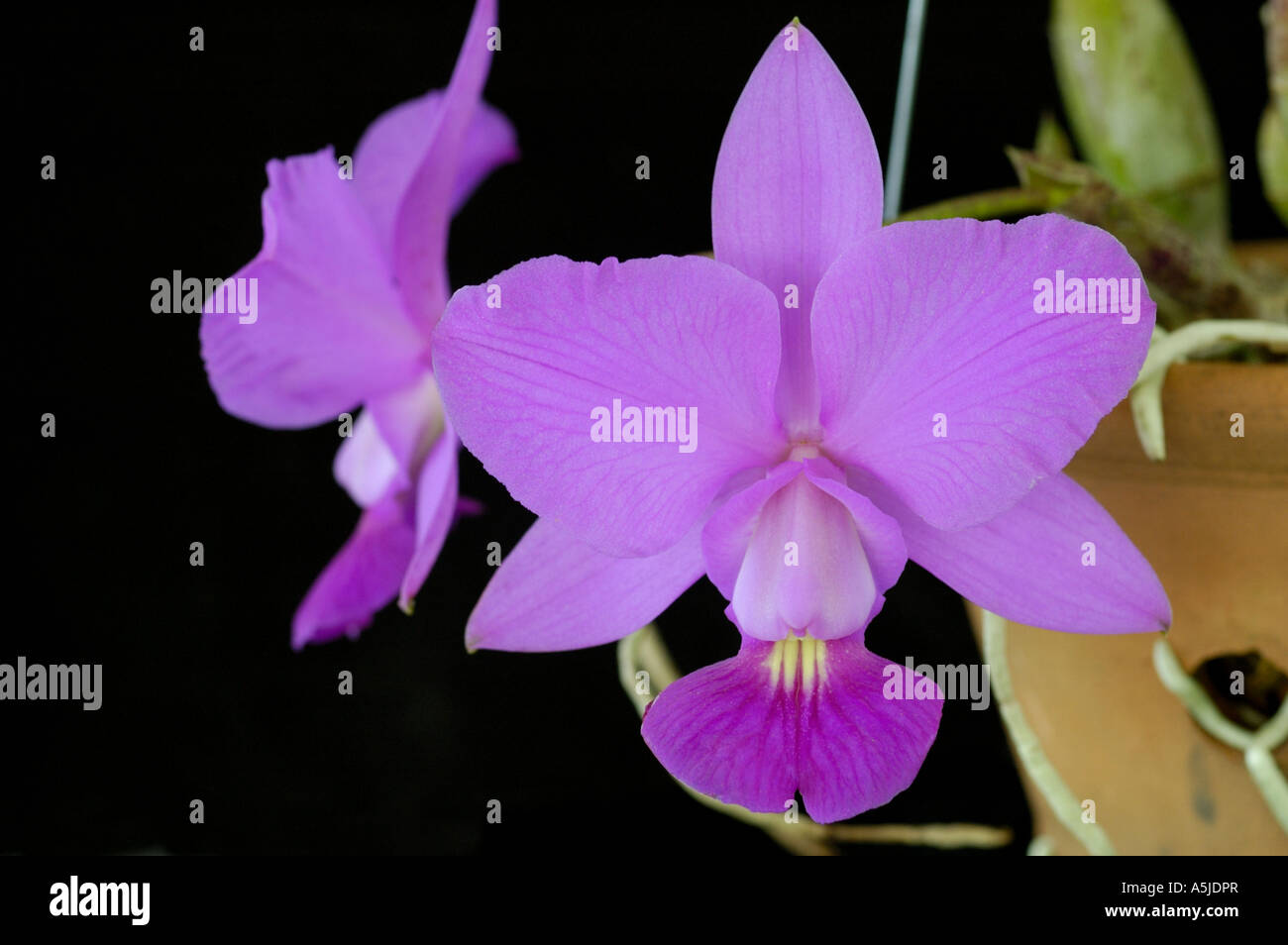 Cattleya Walkeriana orchid pink flower Stock Photo
