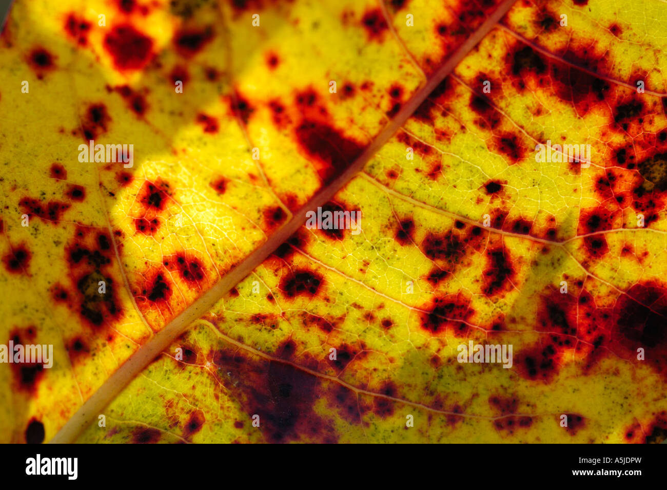 Leaf close up showing veins and spots Stock Photo - Alamy