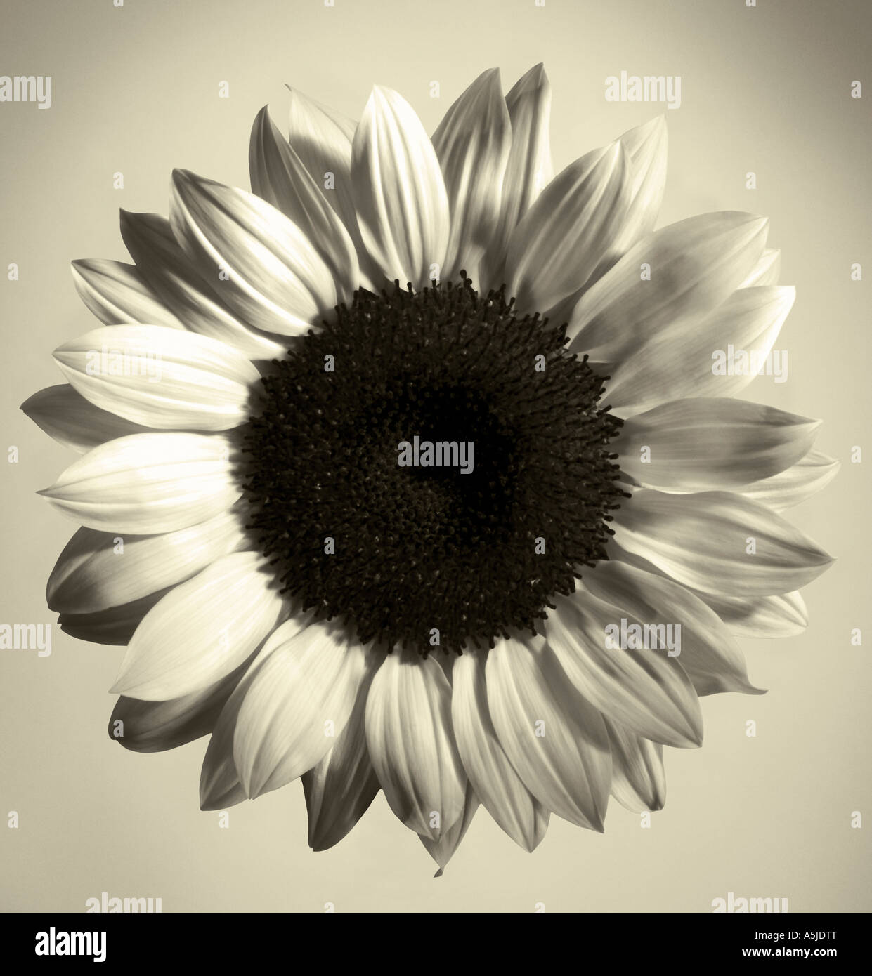 Black and white sunflower portrait Stock Photo - Alamy