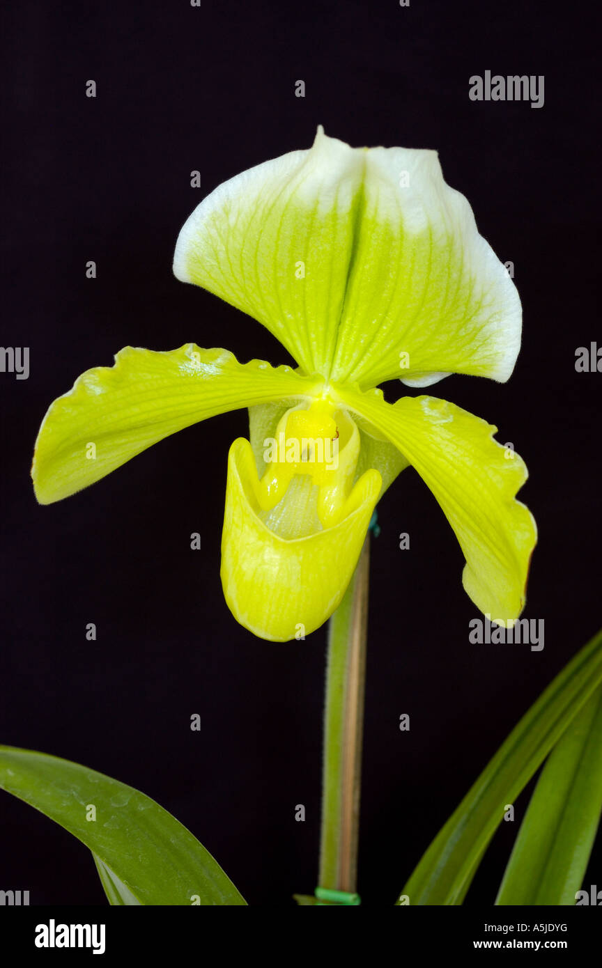 Hybrid Paphiopedilum orchid also known as slipper paph or phrag orchids Stock Photo