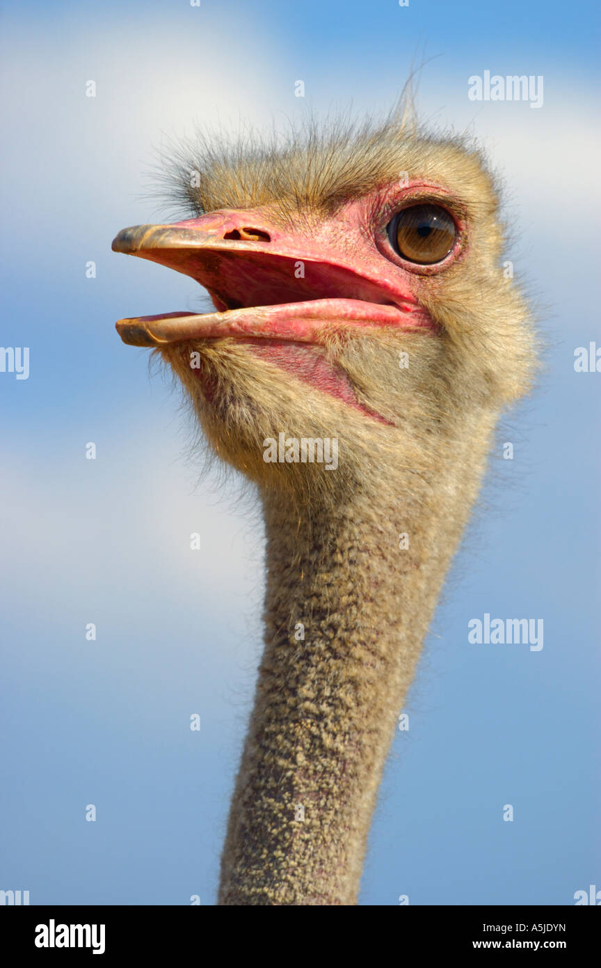 Smiley ostrich portrait Stock Photo