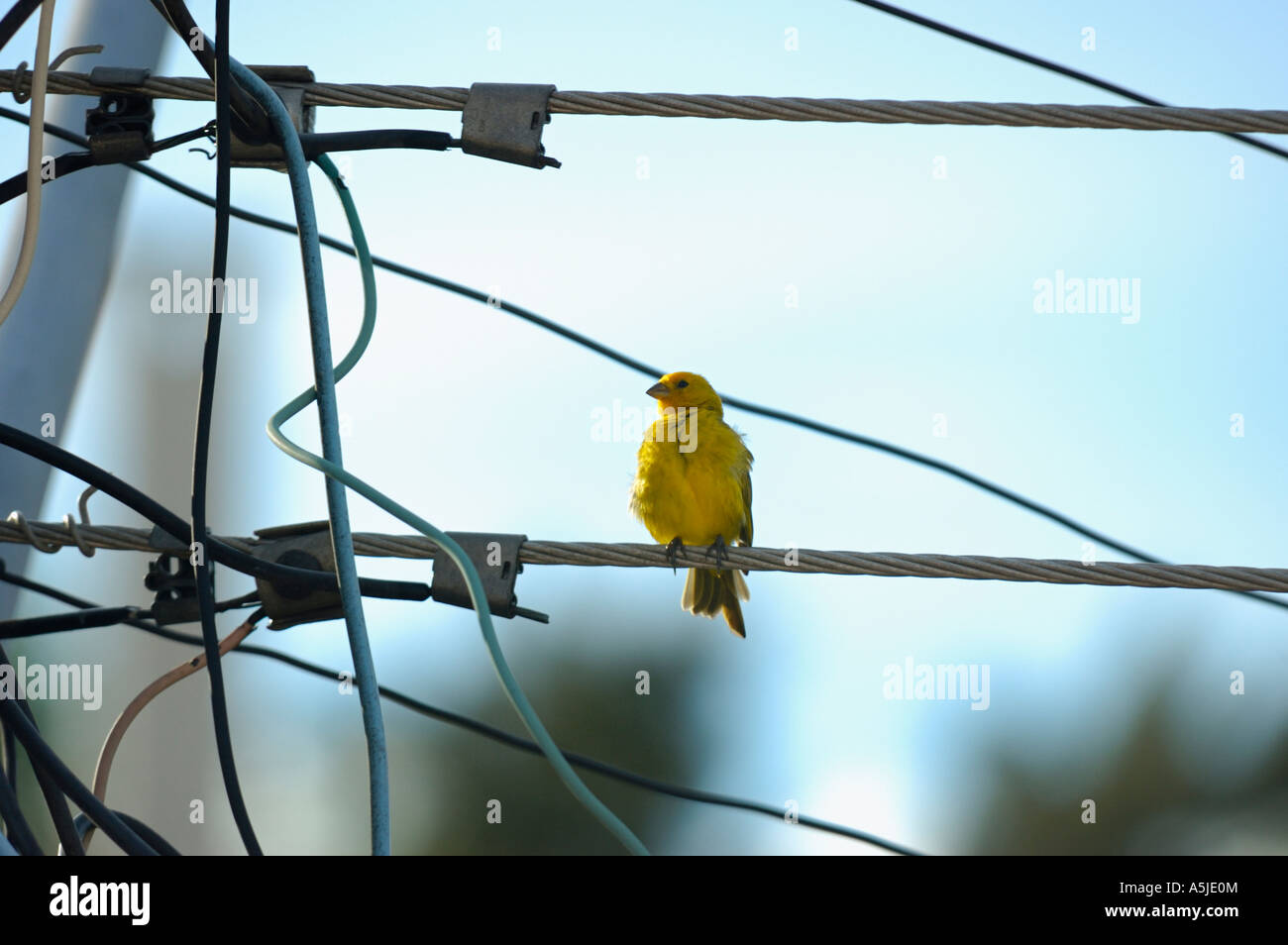 Yellow bird among a nest of high voltage wires Stock Photo Alamy