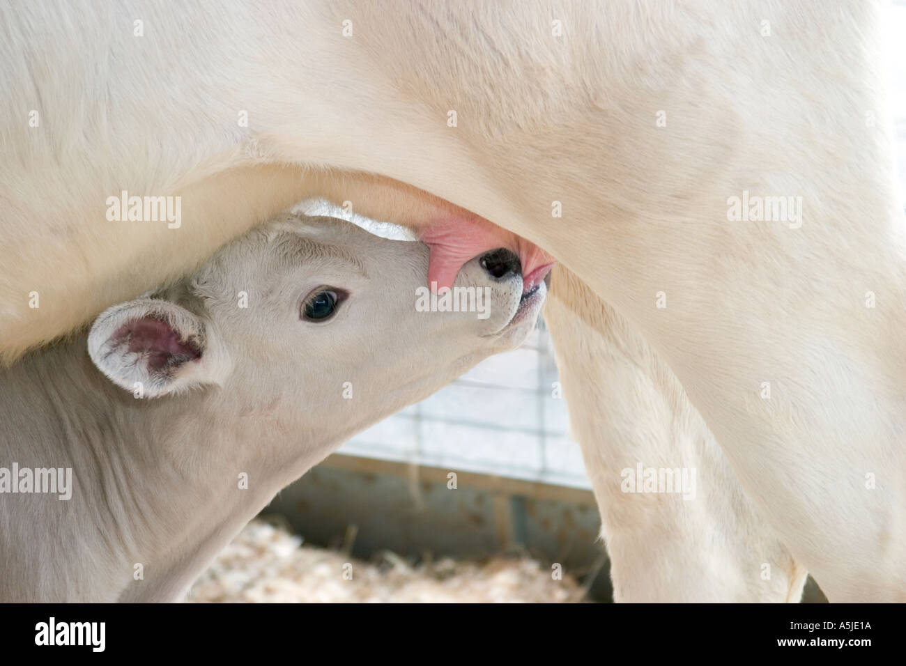newborn white baby calf nursing standing under mother cow udders draped across face motherhood nurturing nutrition Long Island Stock Photo