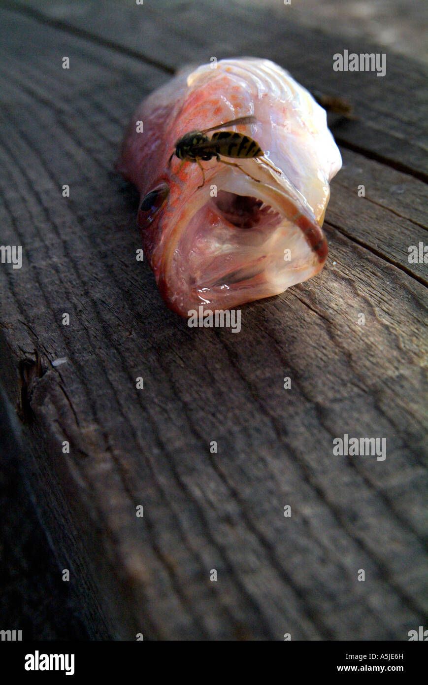 A wasp feasting on a freshly caught mediterranean perch laid out on a rough wooden table Thassos Greece September 2006 Stock Photo