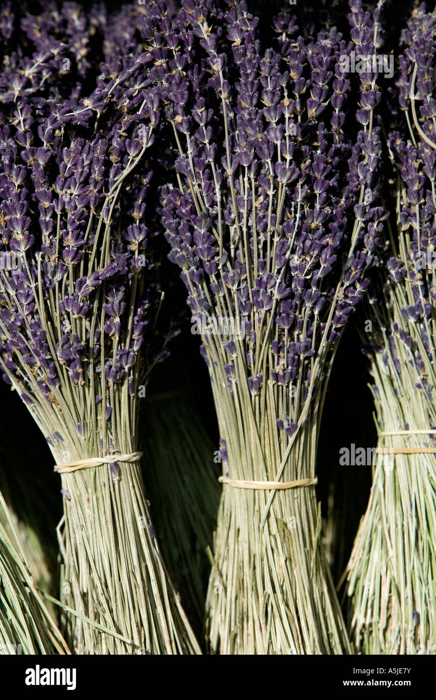Dried lavender bunches Stock Photo Alamy
