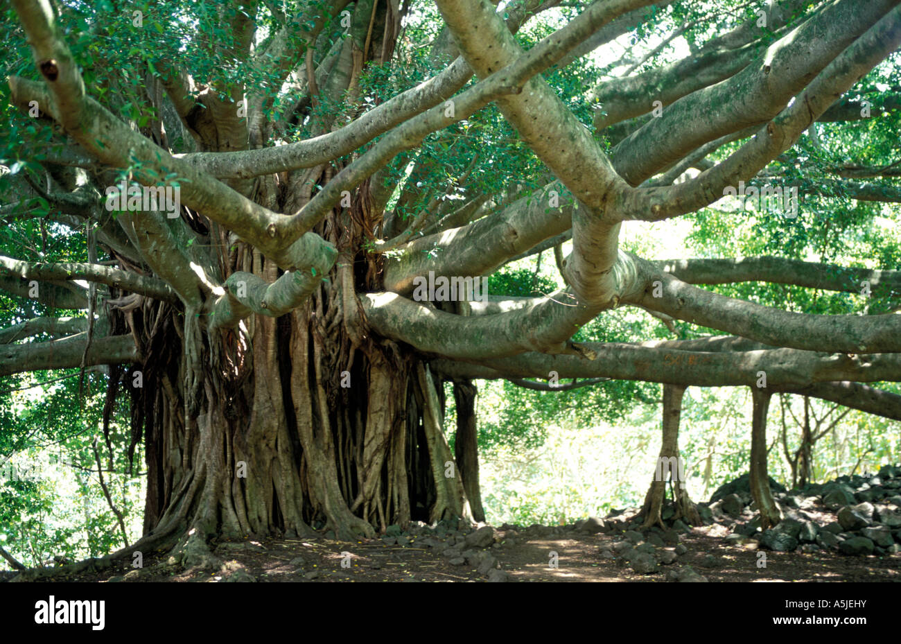 Banyan tree canopy hires stock photography and images Alamy
