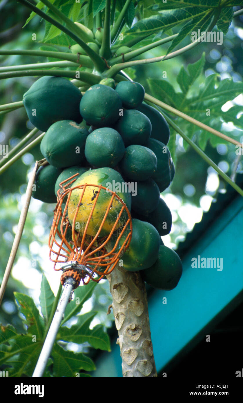 Papaya harvest Stock Photo