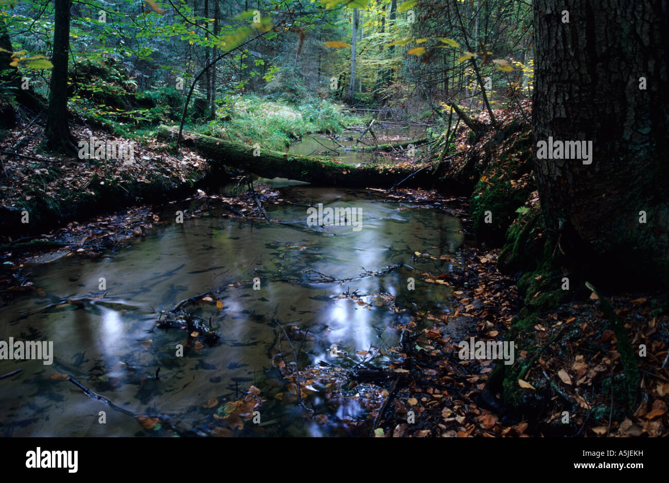 Roztocze National Park Roztocze region in south east Poland Stock Photo