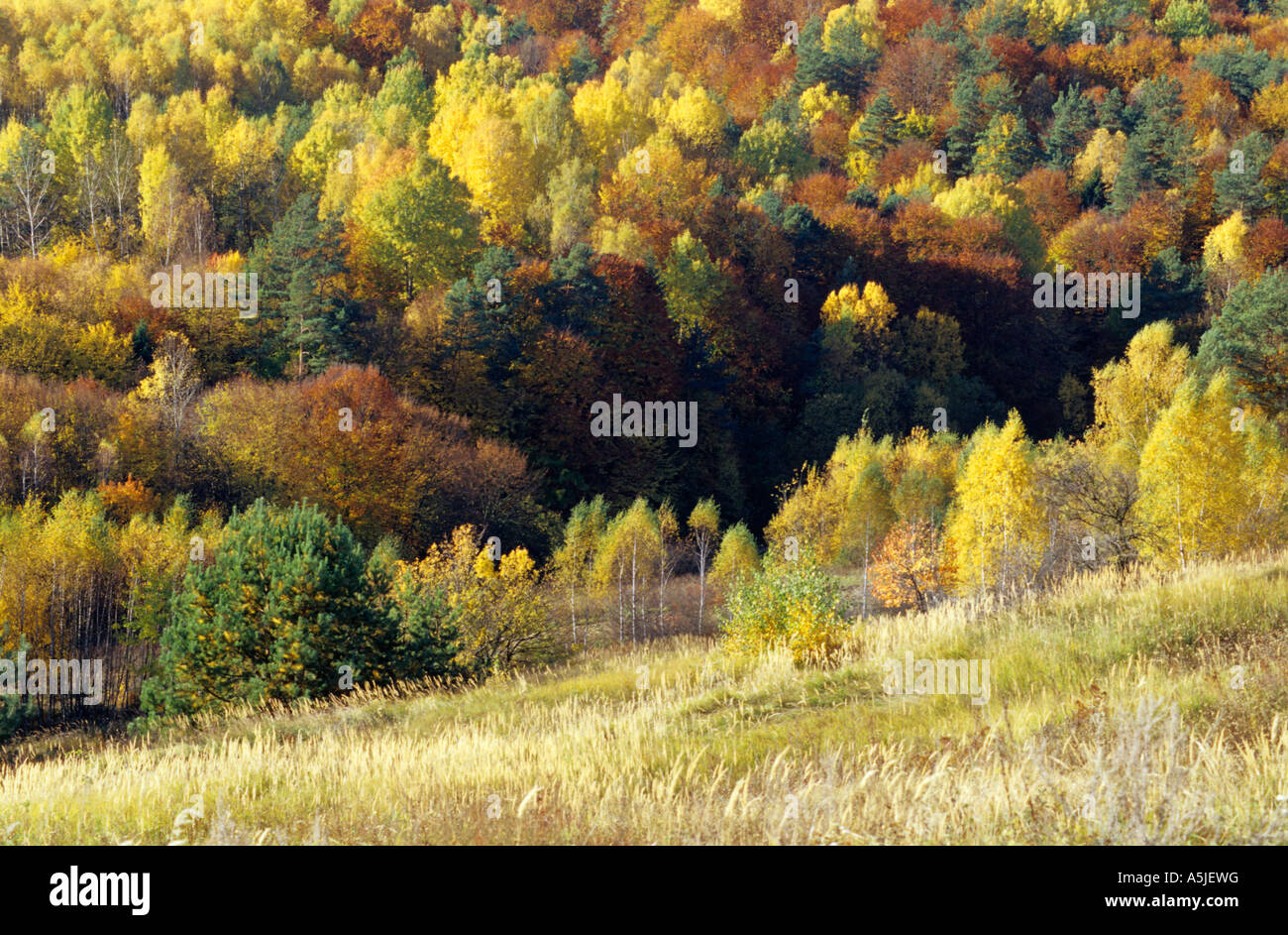 Las Roztocze Roztocze region in south east Poland Stock Photo - Alamy