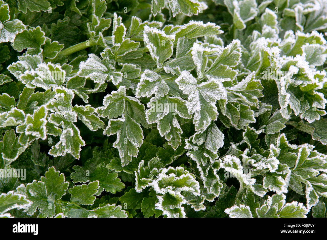 Frost on the newly emerging foliage of Hemlock water Dropwort Oenanthe crocata Stock Photo