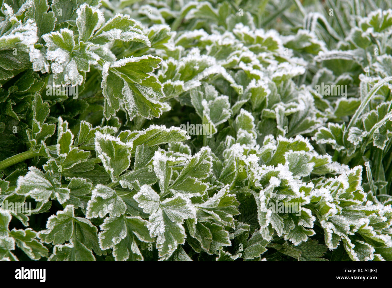 Frost on the newly emerging foliage of Hemlock water Dropwort Oenanthe crocata Stock Photo