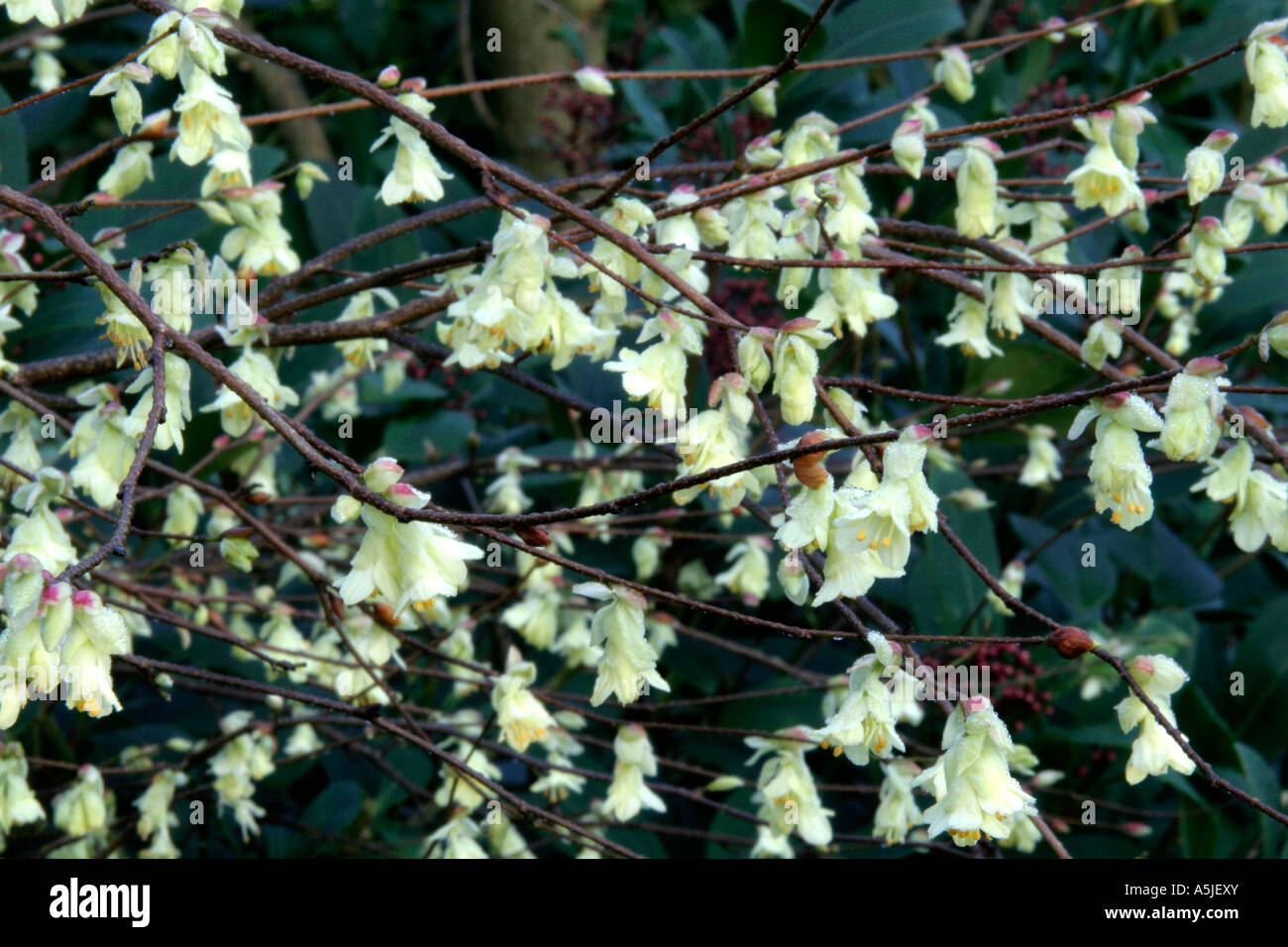 Corylopsis pauciflora early morning light March 2 Stock Photo