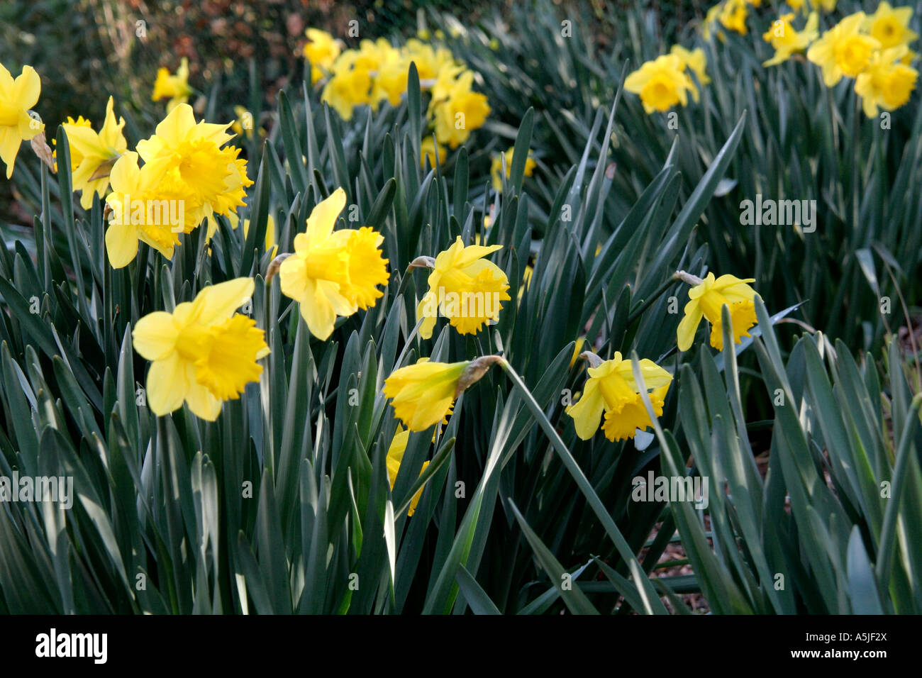 Narcissus Carlton a traditional daffodil with an attractive glaucous leaf Stock Photo