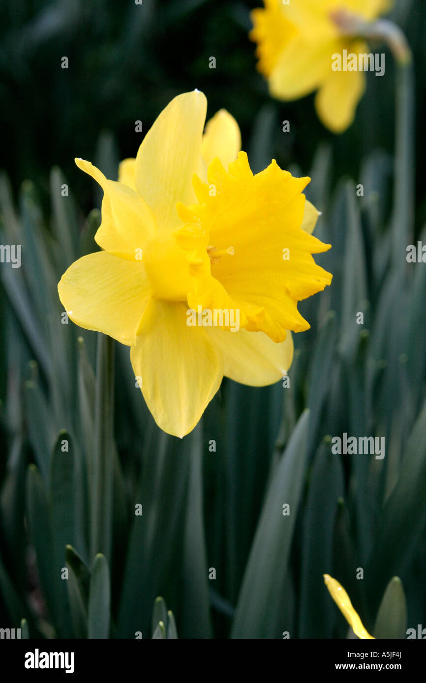 Narcissus Carlton a traditional daffodil with an attractive glaucous leaf Stock Photo