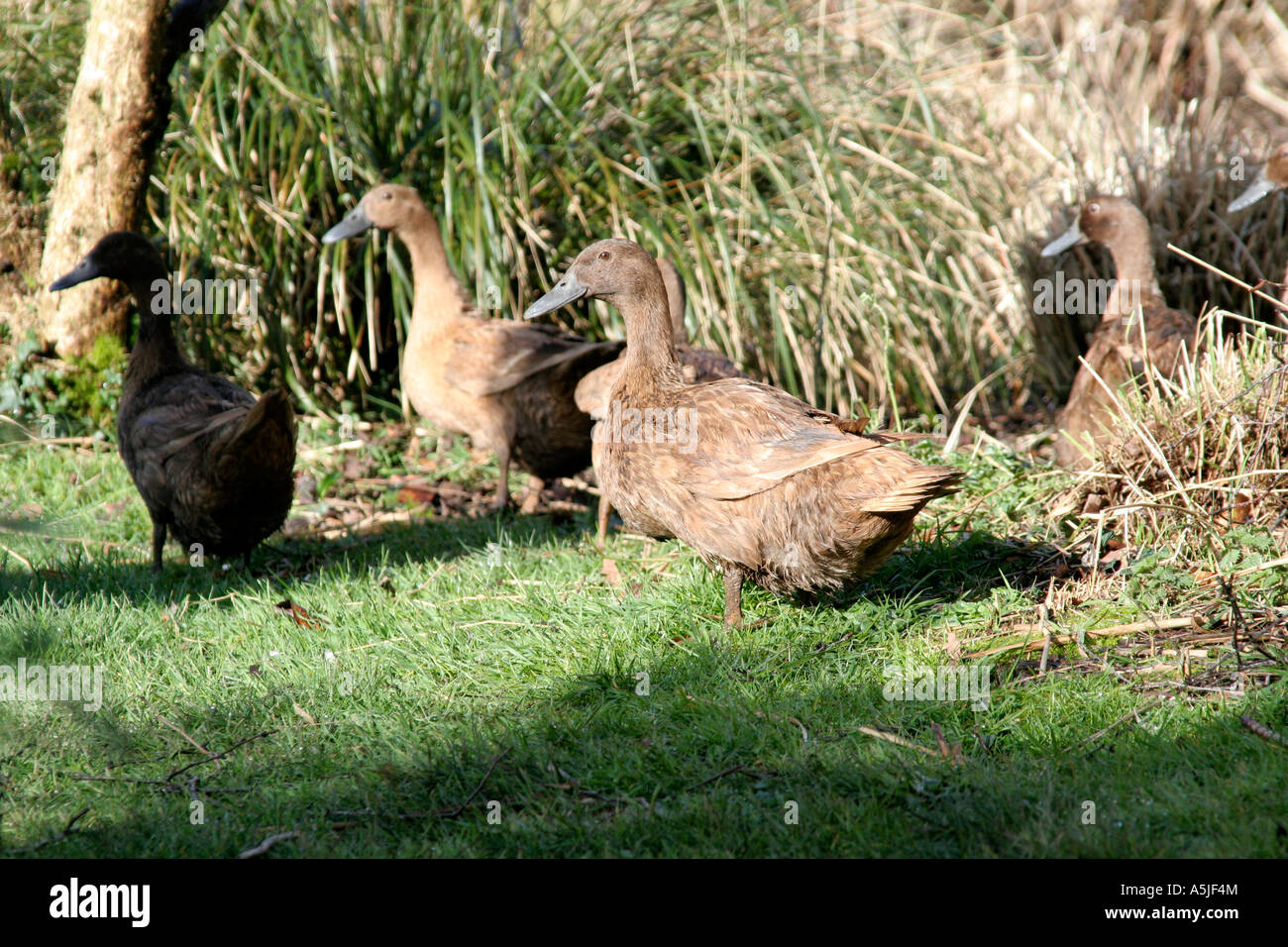 Domestic ducks Khaki Campbell are a superb egg laying strain Stock