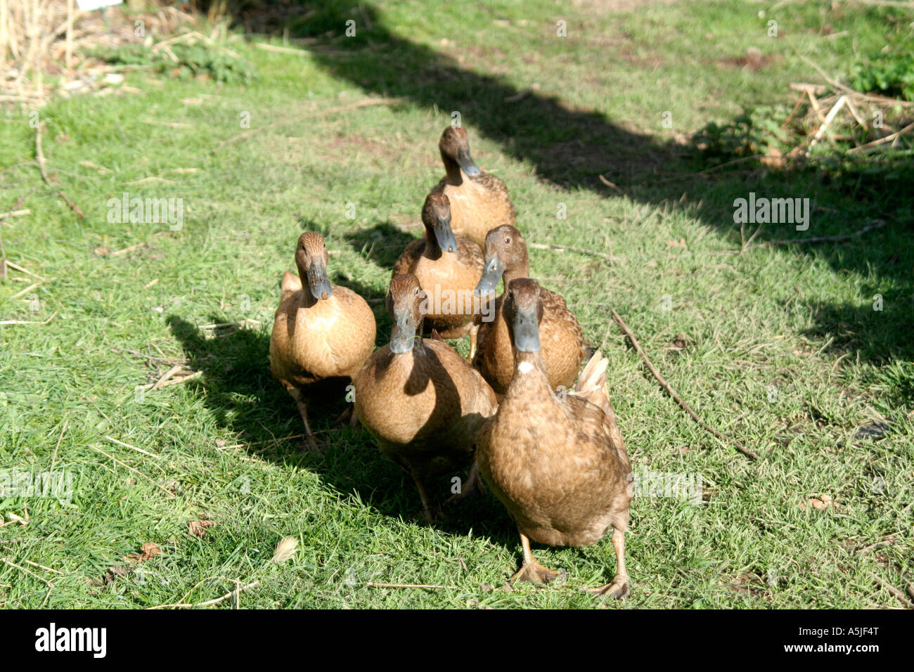 Domestic ducks Khaki Campbell are a superb egg laying strain, time for tea Stock Photo