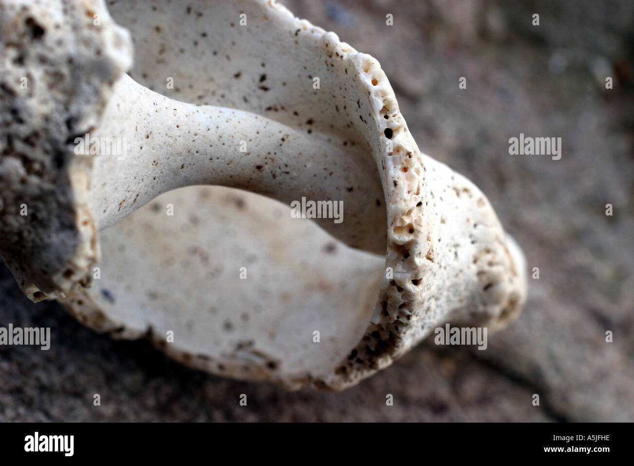 SEASHELLS AND SEAWEED Stock Photo Alamy