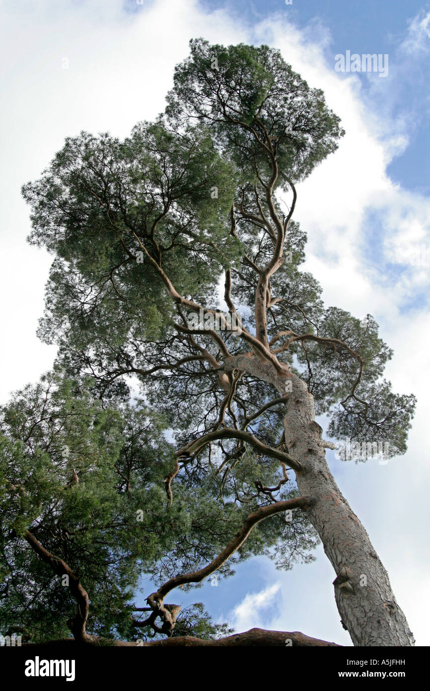 Pinus sylvestris Stock Photo