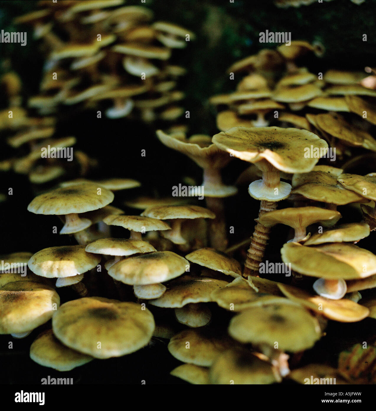 Funghi or fungi Stock Photo