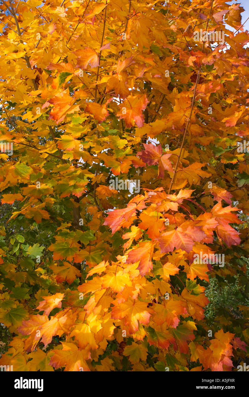 Maple Tree In Fall Discovery Park Seattle Washington State USA Stock