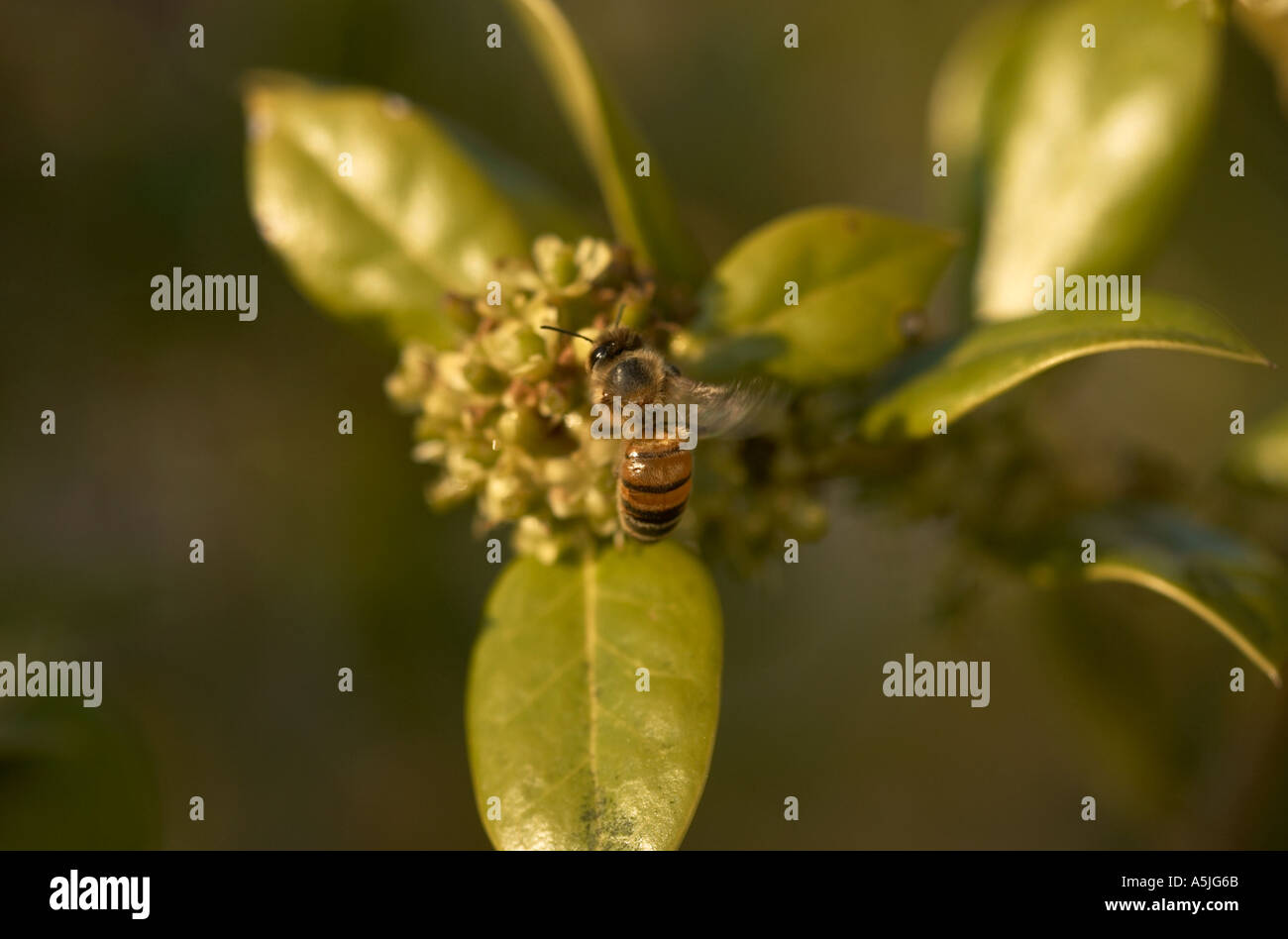 Black yellow bee collecting hi-res stock photography and images - Alamy