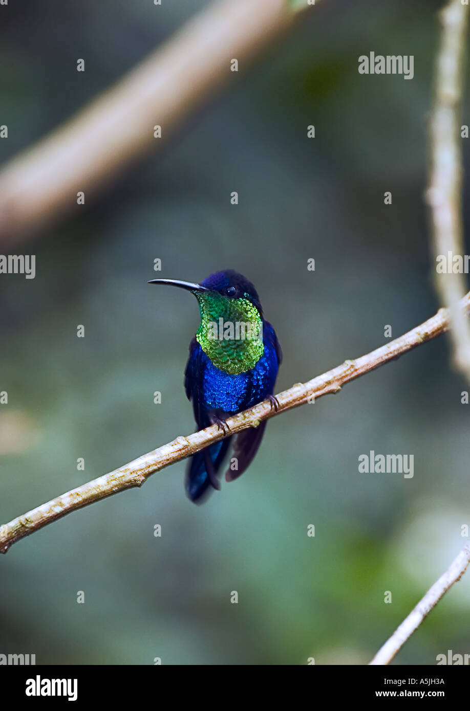 Violet Crowned Woodnymph Humming Bird Stock Photo - Alamy