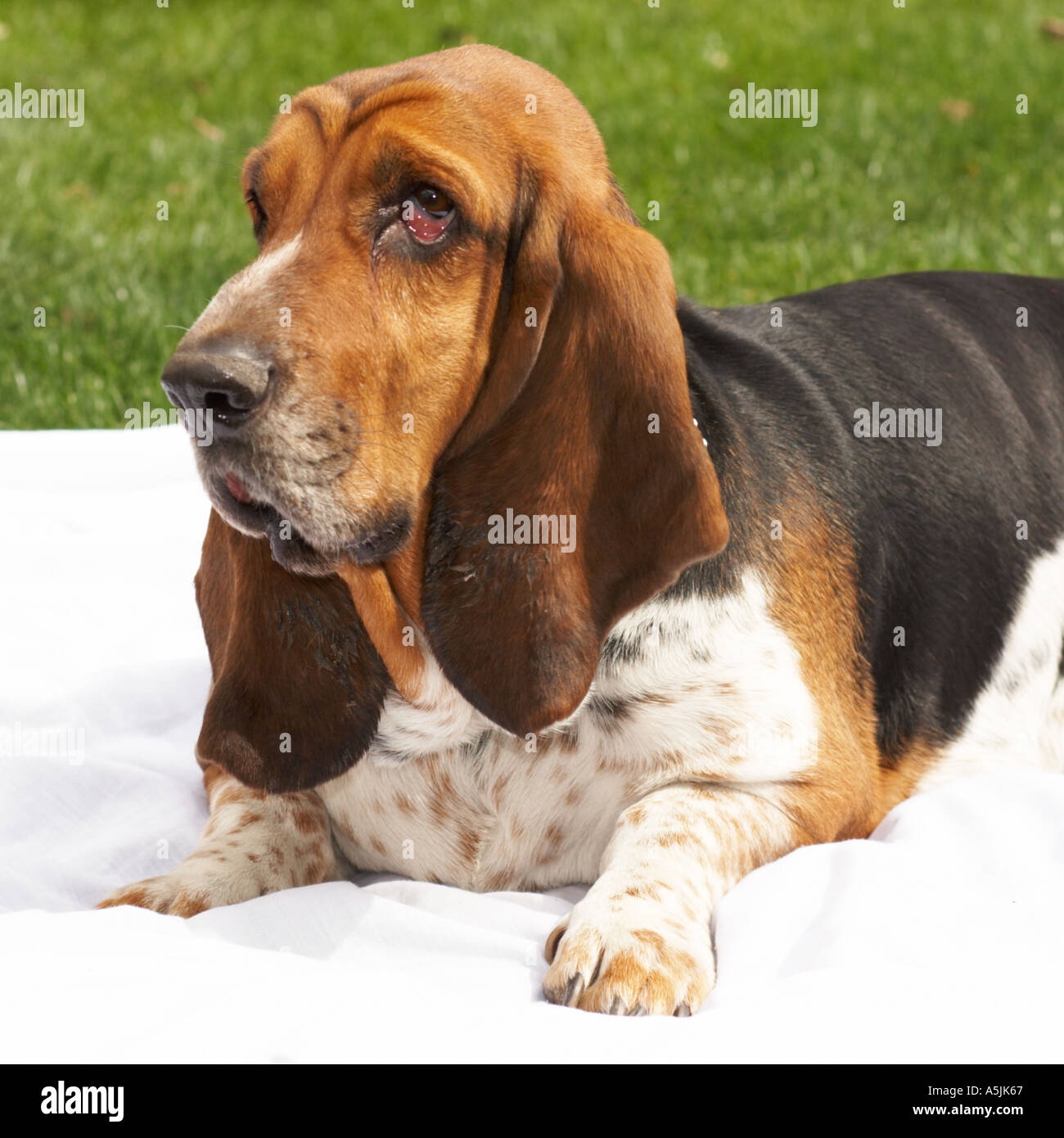 Basset hound drool hires stock photography and images Alamy