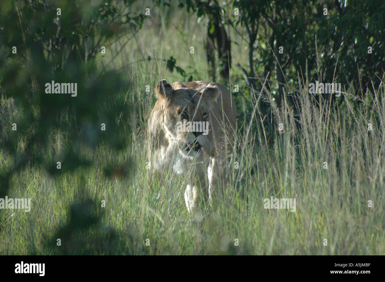 Masai mara lions hi-res stock photography and images - Alamy