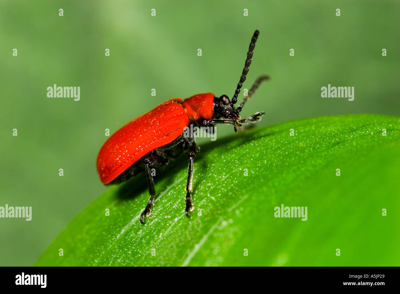 The red lily beetle Lilioceris lilii close ujp on lilly leaf potton bedfordshire Stock Photo