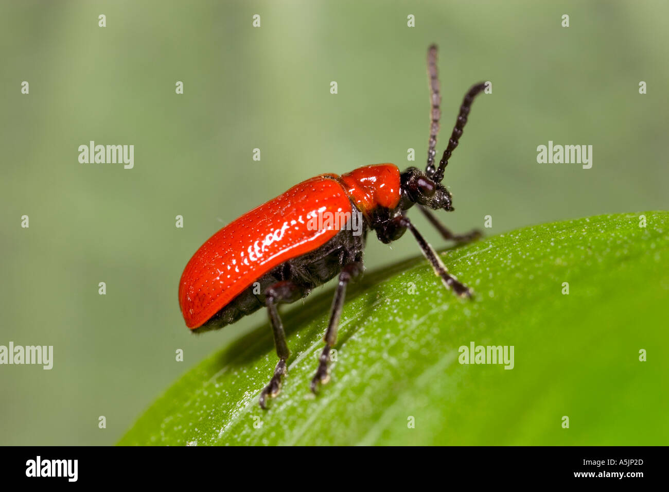 The red lily beetle Lilioceris lilii on lilly leaf with out of focus background potton bedfordshire Stock Photo