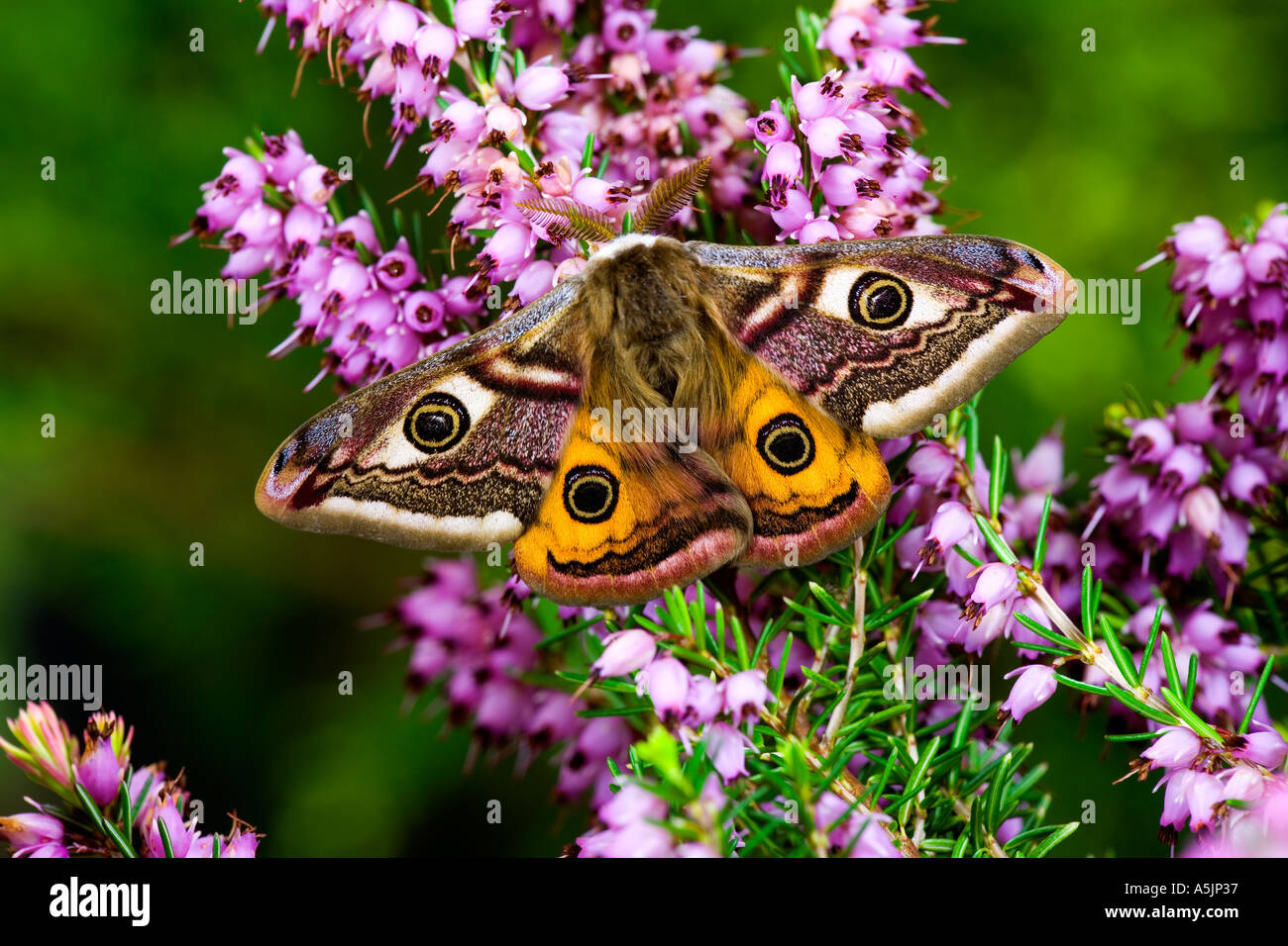 Emperor Moth Pavonia pavonia at rest on heather flowers with wings open ...