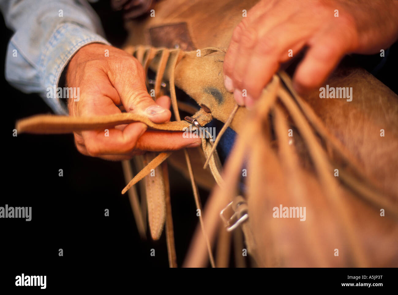 Cowboy Putting on chaps at a Dude Ranch Knife River Ranch North Dakota Stock Photo