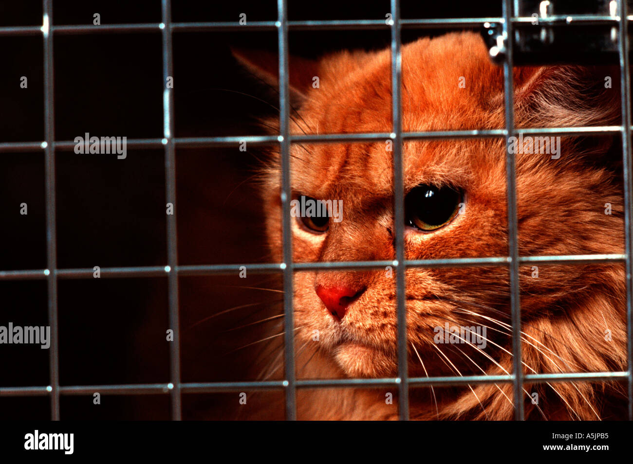 An Unhappy Cat Sits In An Animal Carrier Waiting To Go On A Family Vacation Stock Photo Alamy
