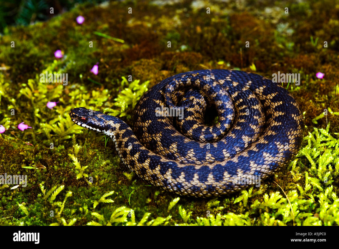 Adder Vipera berus coiled ready to strike on moss covered stone Stock Photo