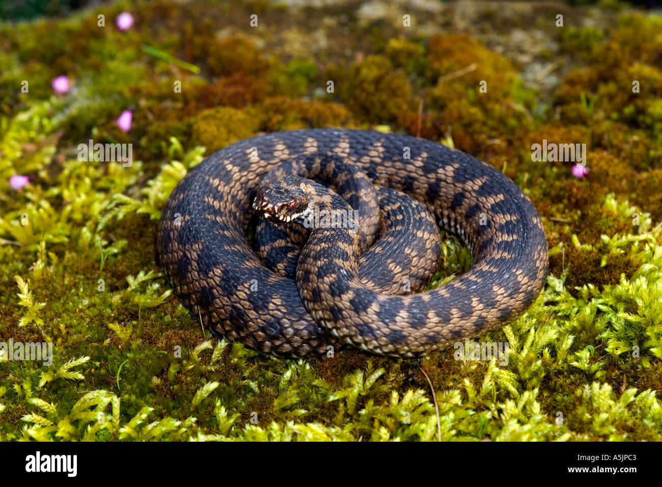 Adder Vipera berus coiled ready to strike on moss covered stone leicestershire Stock Photo