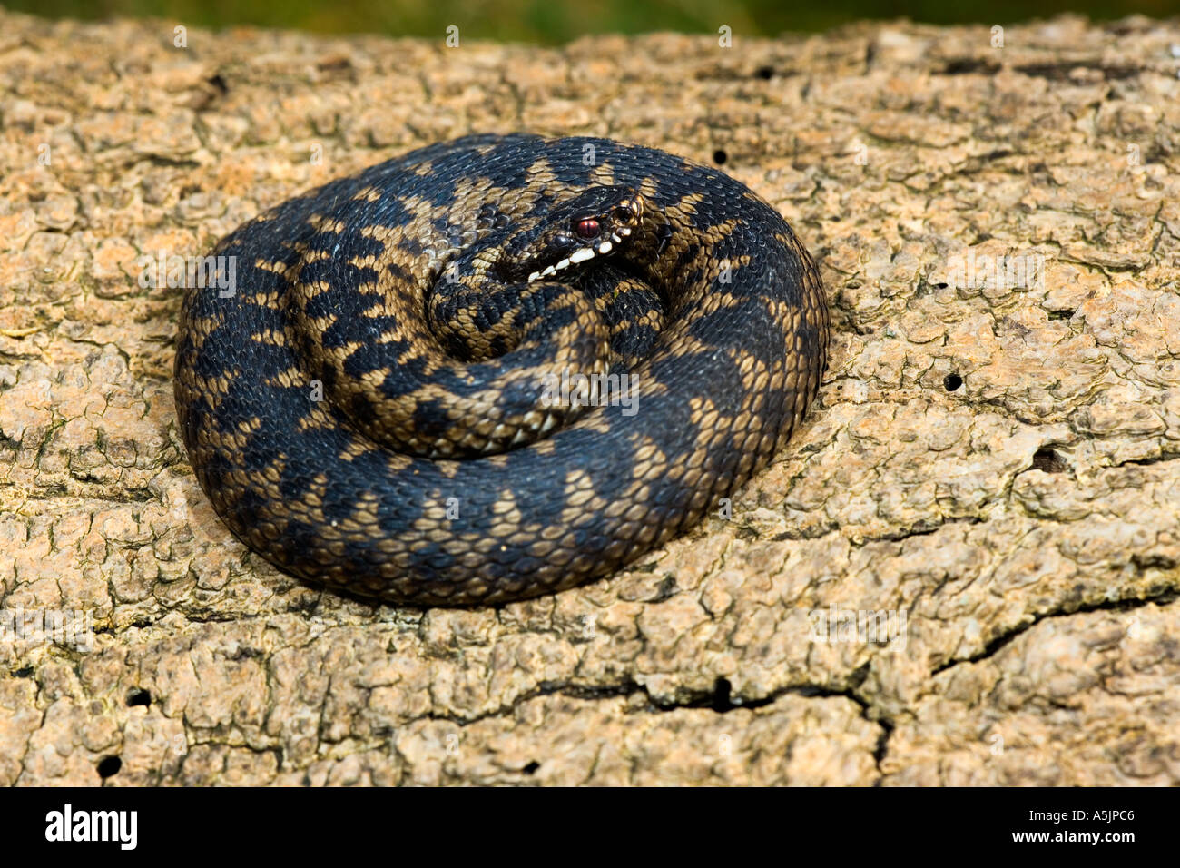 Snake coiled tree hi-res stock photography and images - Alamy