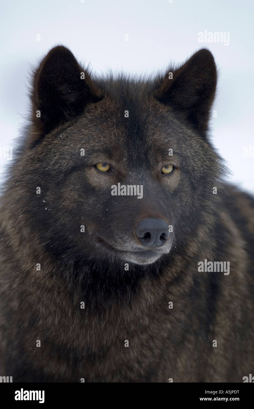 Eastern Timber Wolf (Canis lupus lycaon Stock Photo Alamy