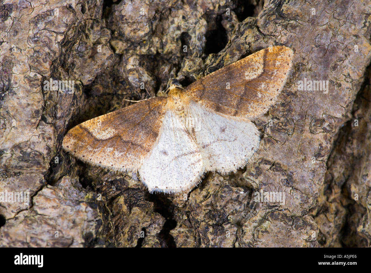 Dotted Border Agriopis marginaria at rest on bark with wings open potton bedfordshire Stock Photo
