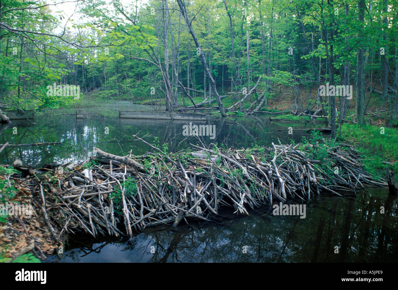 A beaver dam in Woodman Brook a tributary of the Lamprey River Durham NH Stock Photo