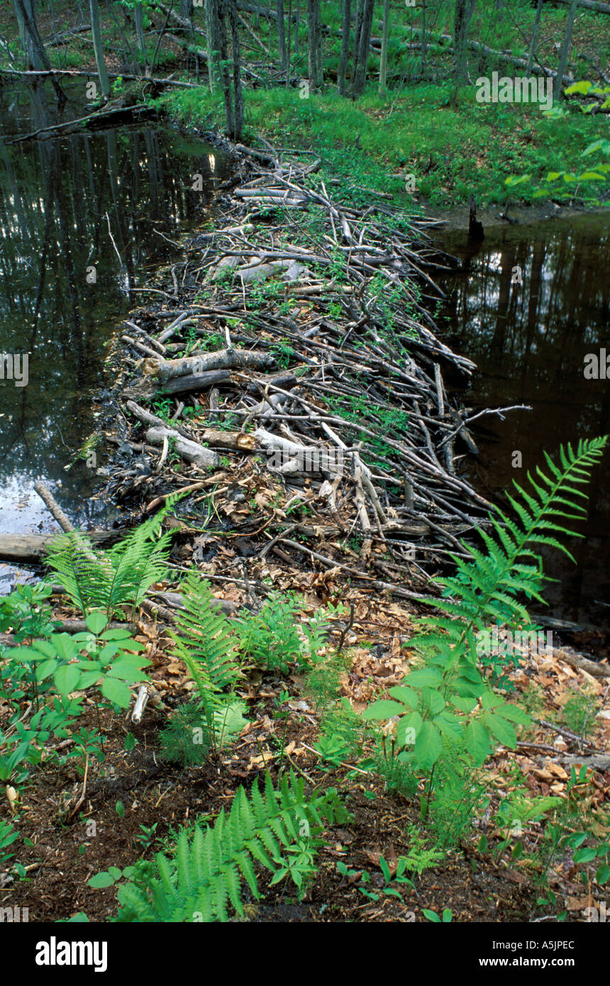 A beaver dam in Woodman Brook Stock Photo