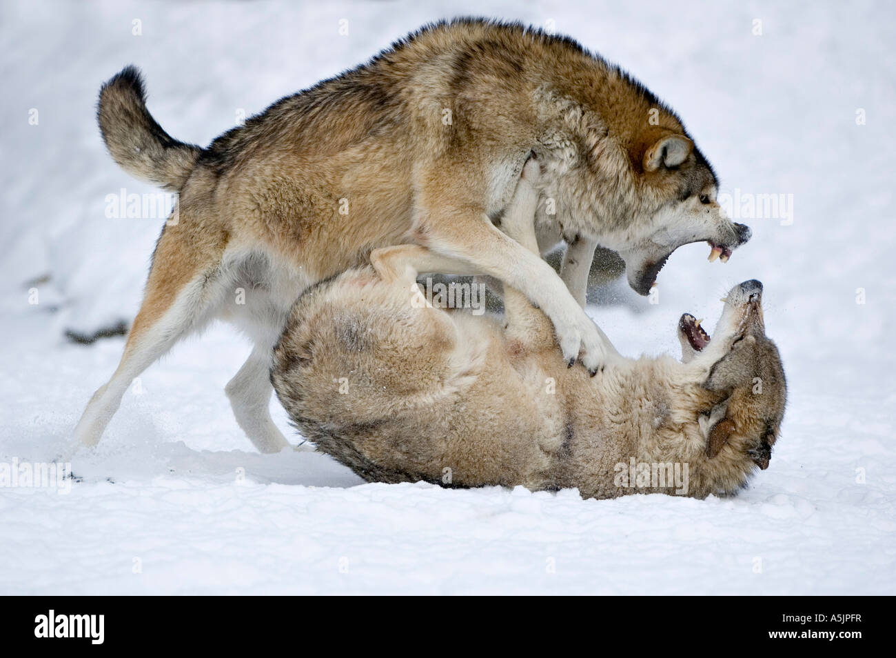arctic wolf pricing